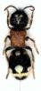 39875 – Photo : Carabus – France (66)