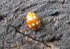 39334 – Photo : David Guedon – France (76)