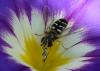 39413 – Photo : Jean Luc Kerveadou – France (29)