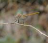 39228 – Photo : FATON Jean-Michel – France (66)