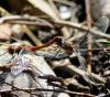 39545 – Photo : FATON Jean-Michel – France (26)