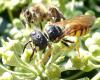 Philanthus triangulum