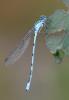 39397 – Photo : Antoine Guibentif – France (74)