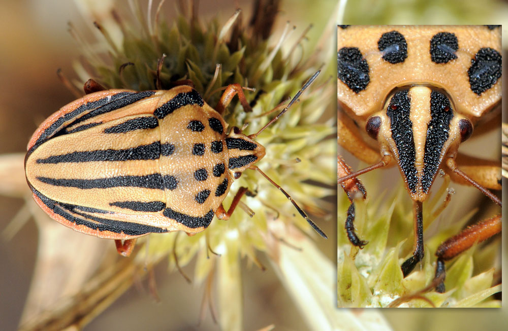 Fred Chevaillot - Graphosoma semipunctatum - réf. 39894 (1000 x 653 pixels, 192 ko)