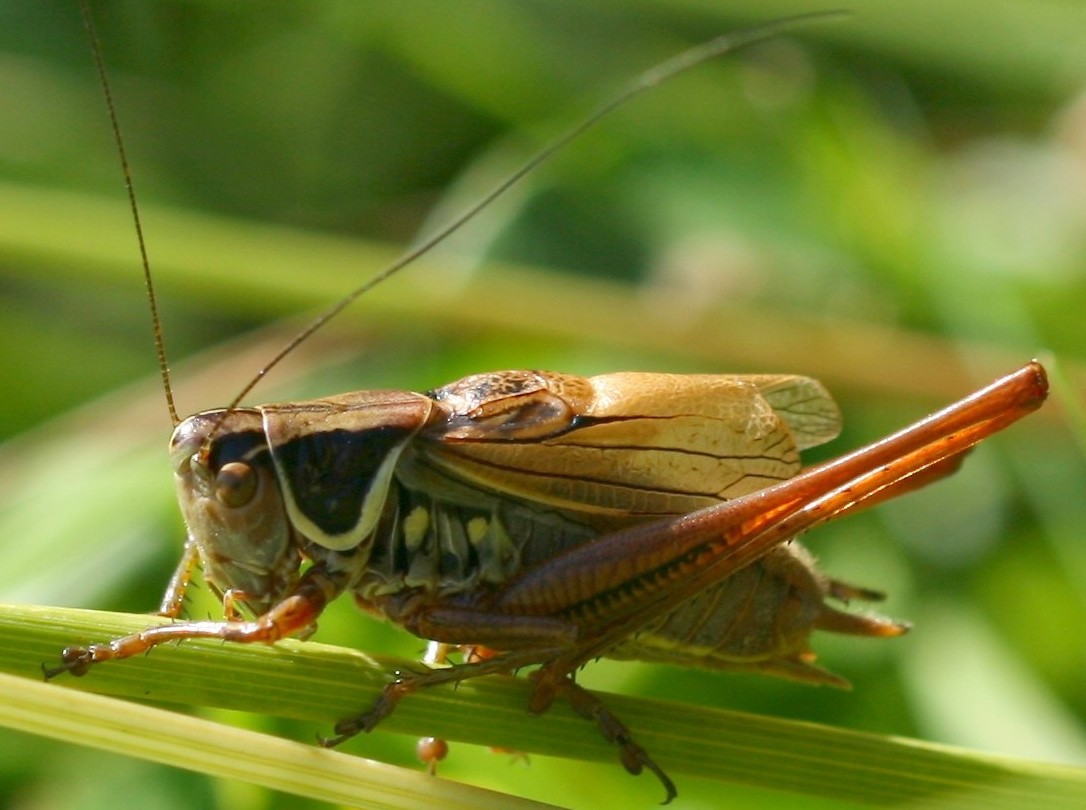 mh38 - Roeseliana roeselii - réf. 39348 (1086 x 810 pixels, 138 ko)
