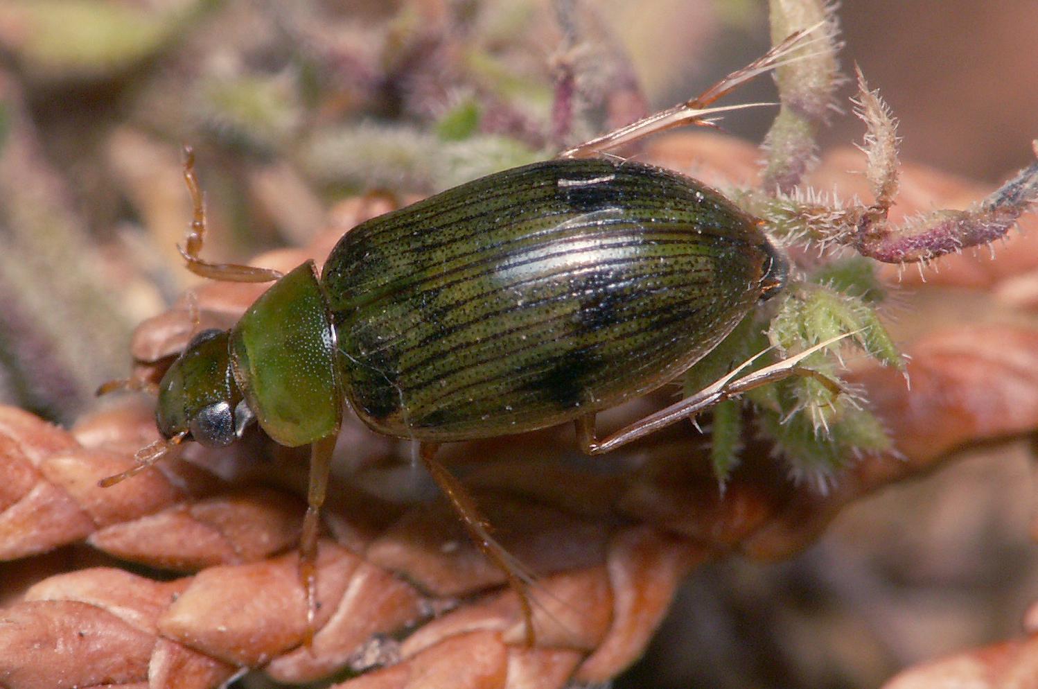bobgaia - Berosus sp. - réf. 39532 (1498 x 994 pixels, 171 ko)