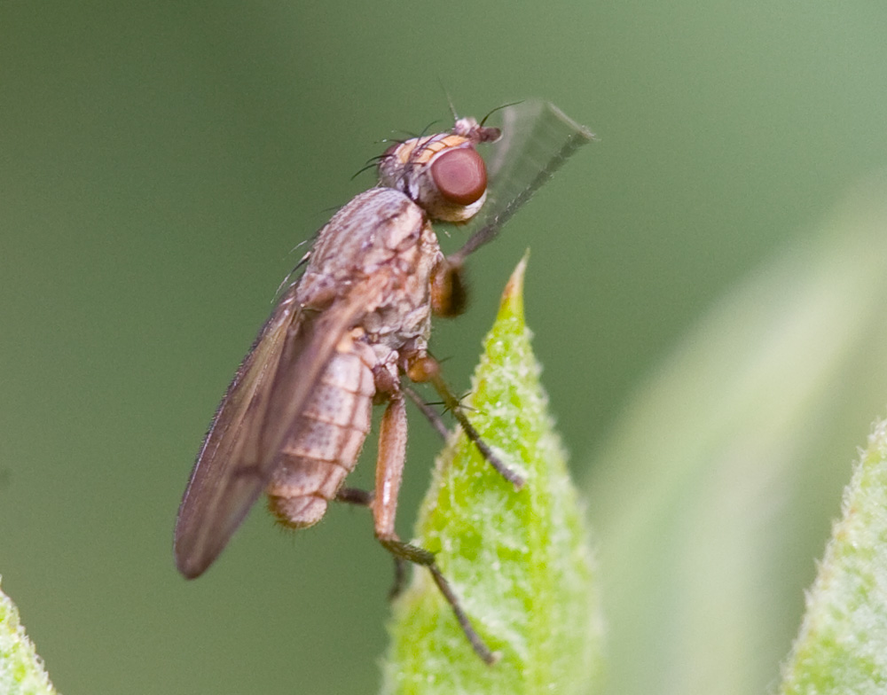 Pierre Duhem - Pherbellia cinerella - réf. 39150 (1000 x 784 pixels, 171 ko)