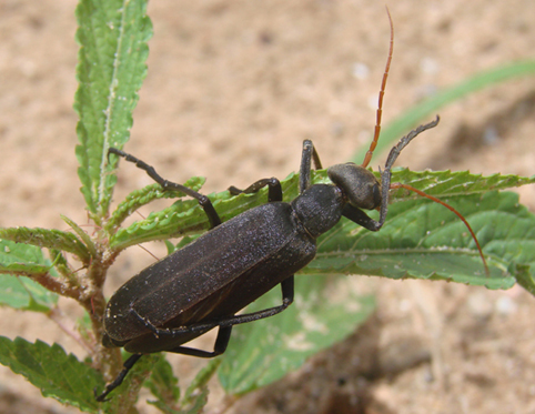 Réf. 39869 — INSECTA > Coleoptera > Meloidae > Psalydolytta