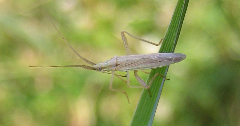 Réf. 39494 — INSECTA > Heteroptera > Miridae > Stenodema (Stenodema