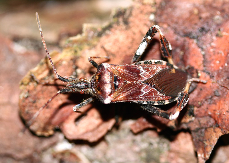Emmanuel Freri - Leptoglossus occidentalis - réf. 39984 (800 x 568 pixels, 174 ko)