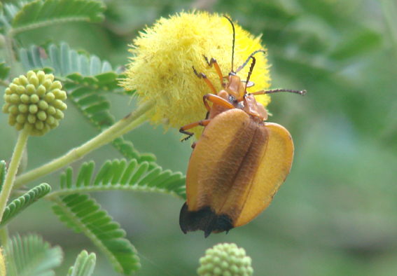 OCIS - Lycus sp. - réf. 39907 (567 x 394 pixels, 215 ko)