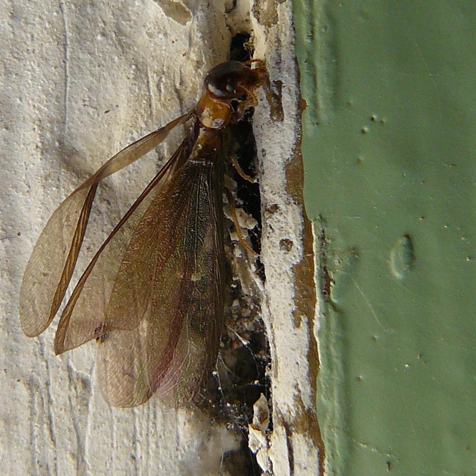 Lanzellotti Maria - Kalotermes flavicollis - réf. 39643 (945 x 945 pixels, 164 ko)