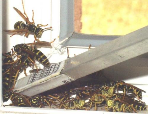 Polistes sp.