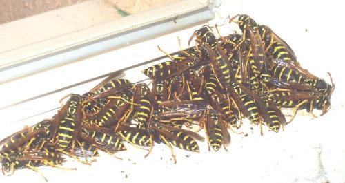 Polistes sp.