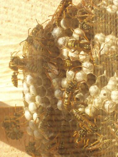 Polistes sp.