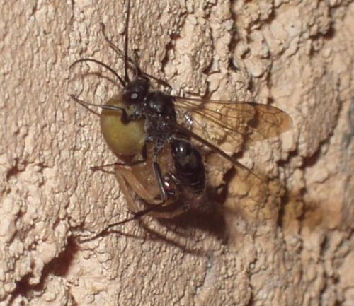 Réf. 4 461 : Auplopus sp.