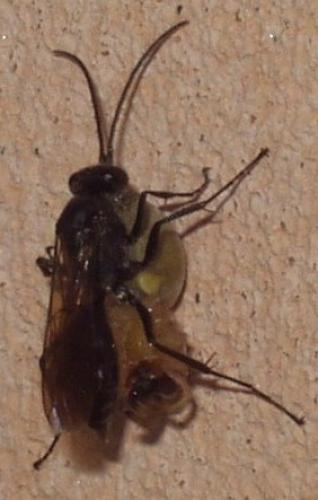 Réf. 4 476 : Auplopus sp.