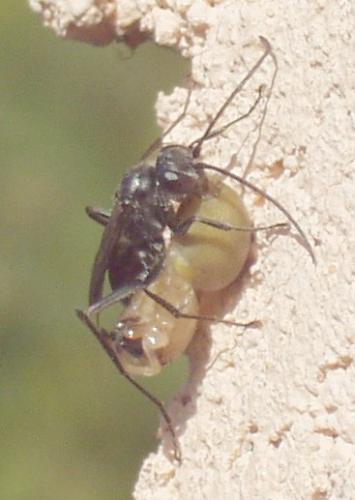 Réf. 4 462 : Auplopus sp.