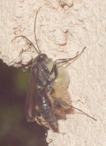 Réf. 4 463 : Auplopus sp.