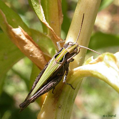 Réf. 4 752 : Omocestus rufipes