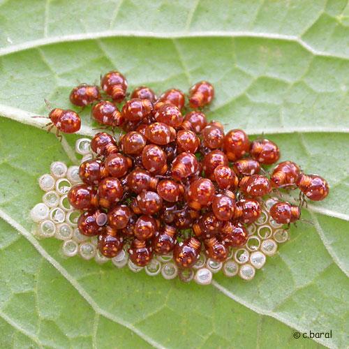 Nezara viridula