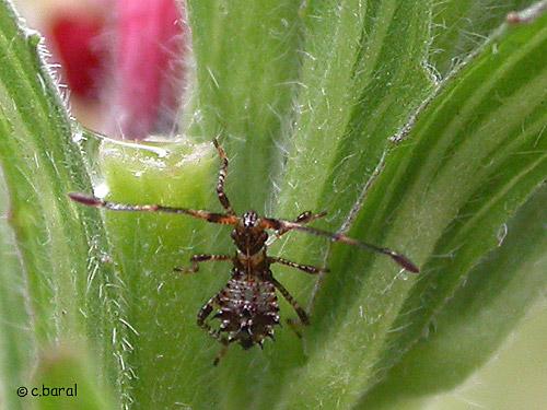 Réf. 4 850 : Gonocerus sp.