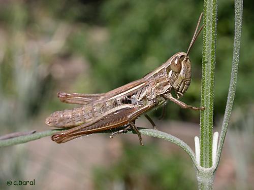 Euchorthippus declivus