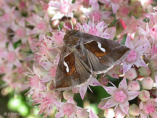 Macdunnoughia confusa