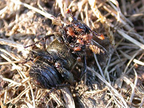 Réf. 4 713 : Nicrophorus interruptus