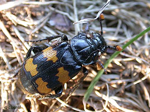 Réf. 4 714 : Nicrophorus interruptus
