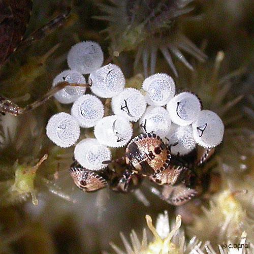 Réf. 4 776 : Graphosoma italicum