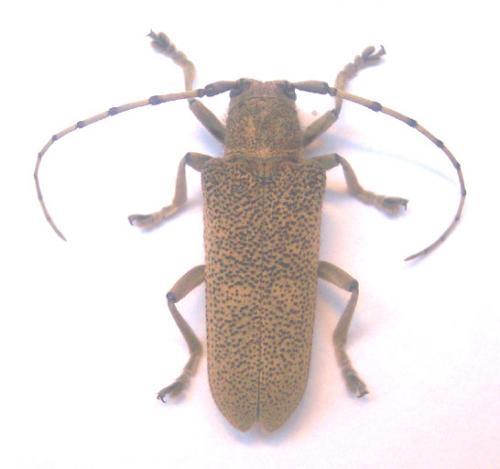 Réf. 4 058 : Saperda carcharias