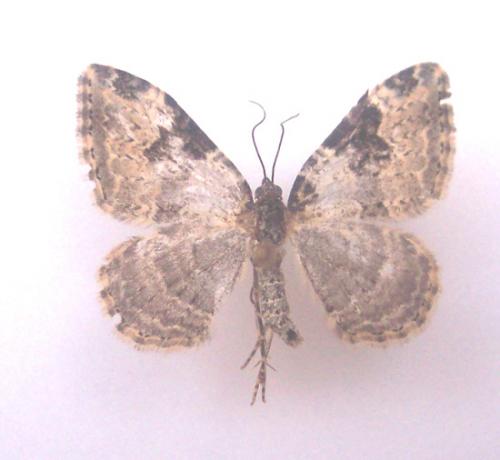 Xanthorhoe fluctuata