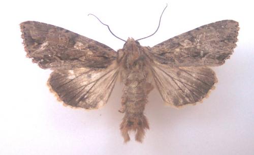 Apamea monoglypha