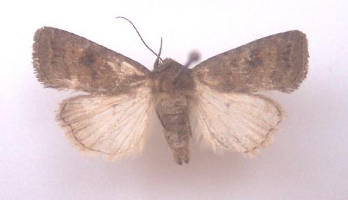 Réf. 4 794 : Caradrina morpheus