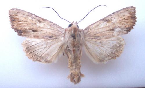 Réf. 4 795 : Apamea lithoxylaea