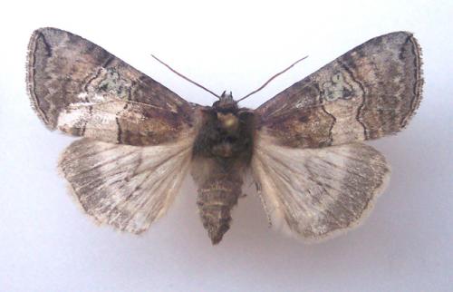 Réf. 4 796 : Tethea ocularis