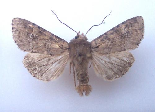 Réf. 4 798 : Apamea sordens