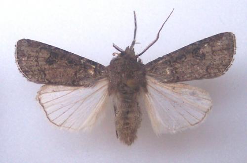 Agrotis segetum