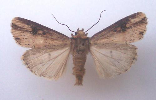 Réf. 4 612 : Axylia putris