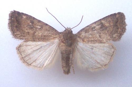 Réf. 4 800 : Caradrina morpheus
