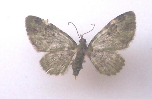 Réf. 4 801 : Pasiphila rectangulata