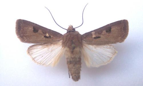 Agrotis exclamationis