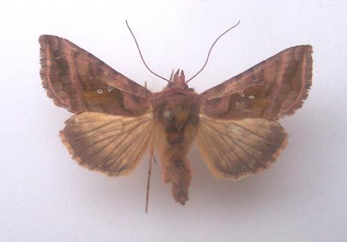 Autographa jota