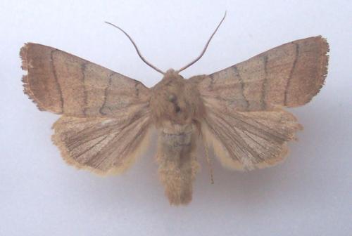 Réf. 4 629 : Charanyca trigrammica