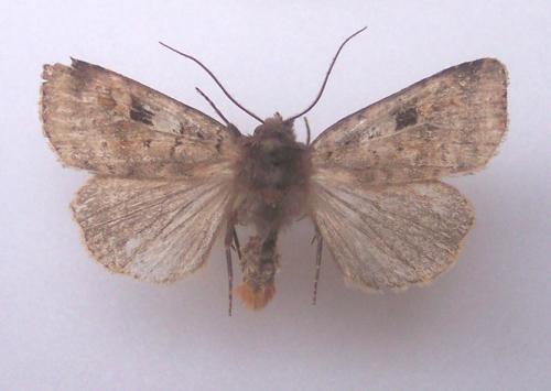 Diarsia mendica