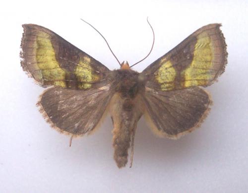 Diachrysia chrysitis