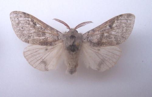 Réf. 4 626 : Calliteara pudibunda