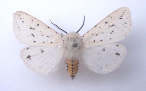 Spilosoma lubricipeda