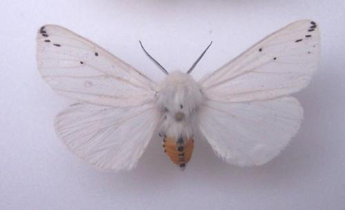 Spilosoma lubricipeda